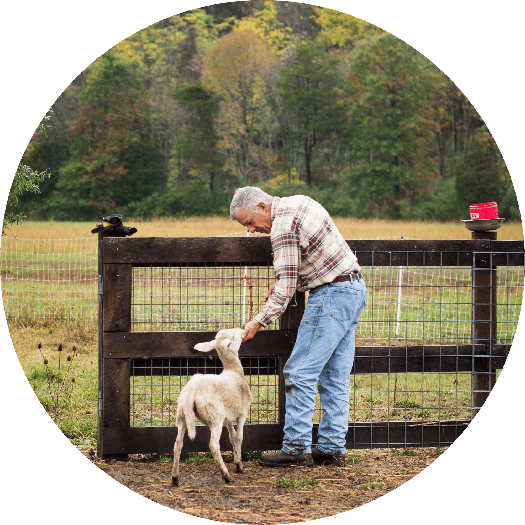 elderly man petting a goat