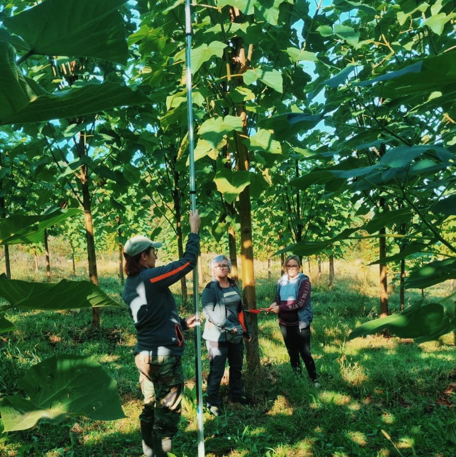 Photograph of Paulownia tree plantation Proba home page
